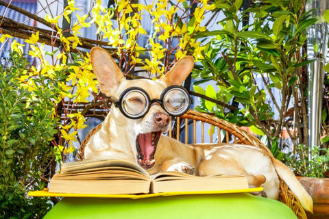 dog reading book outside, wearing a pair of reading glasses