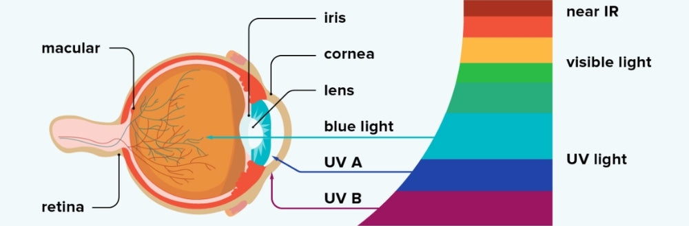 effet de la lumière bleue sur la rétine