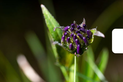 devil's claw plant