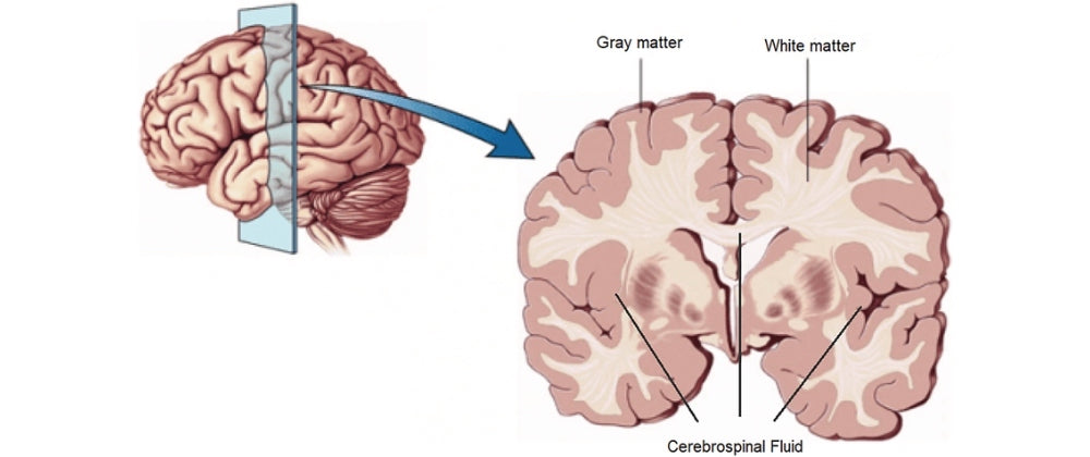 illustration montrant la section du cerveau avec de la matière grise et blanche