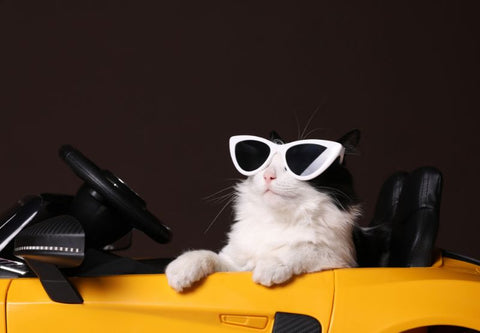 Katze mit Sonnenbrille in einem Cabrio