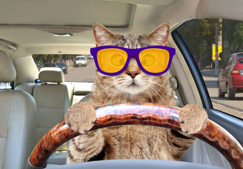 cat with yellow glasses driving at night