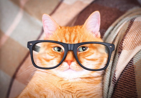 Un chat roux qui porte des lunettes trop grandes pour lui