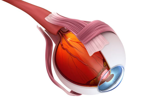 Schéma mettant en avant les muscles de l'oeil