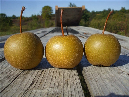 A Best Asian Pear - Kenko  Green Barn Farm-4997