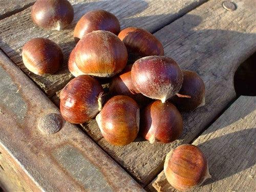 blight resistant american chestnut for sale