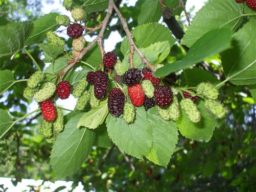 A MONTREAL MULBERRY.....VERY HARDY – Green Barn Farm
