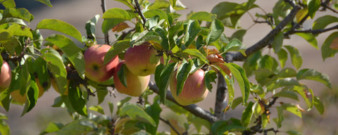 Chileno Valley Ranch U-Pick Apples