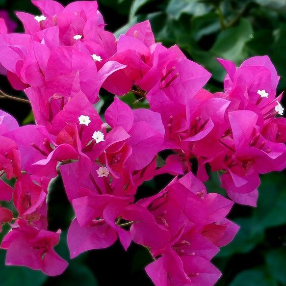 Bougainvillea Trellis – Southern Scapes Nursery