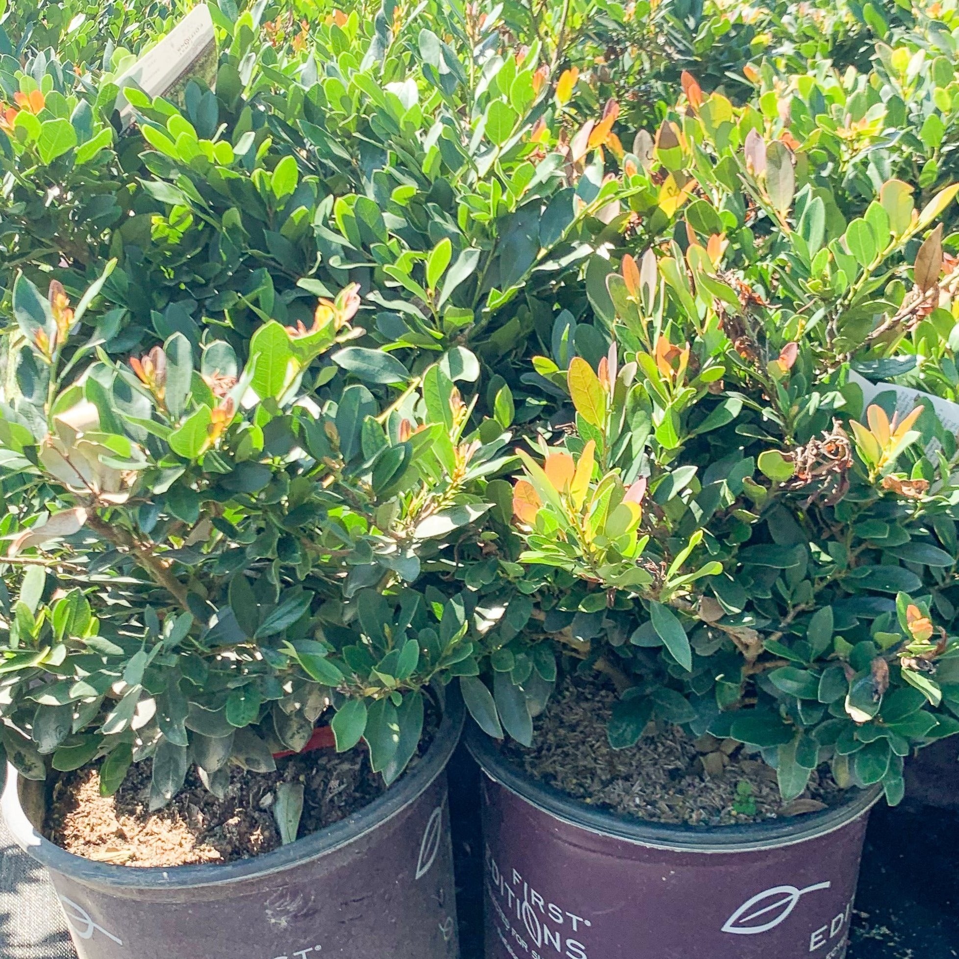 Distylium Coppertone Southern Scapes Nursery 