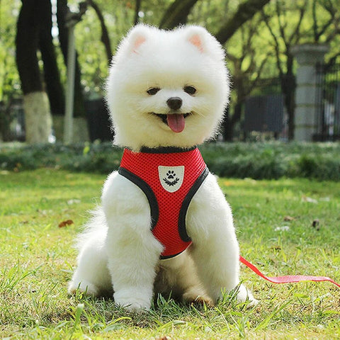 Secure Fastening Puppy Vest