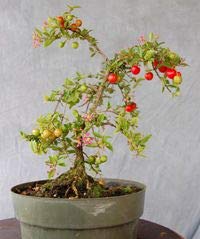 live cherry blossom bonsai