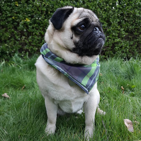 dog with neckerchief