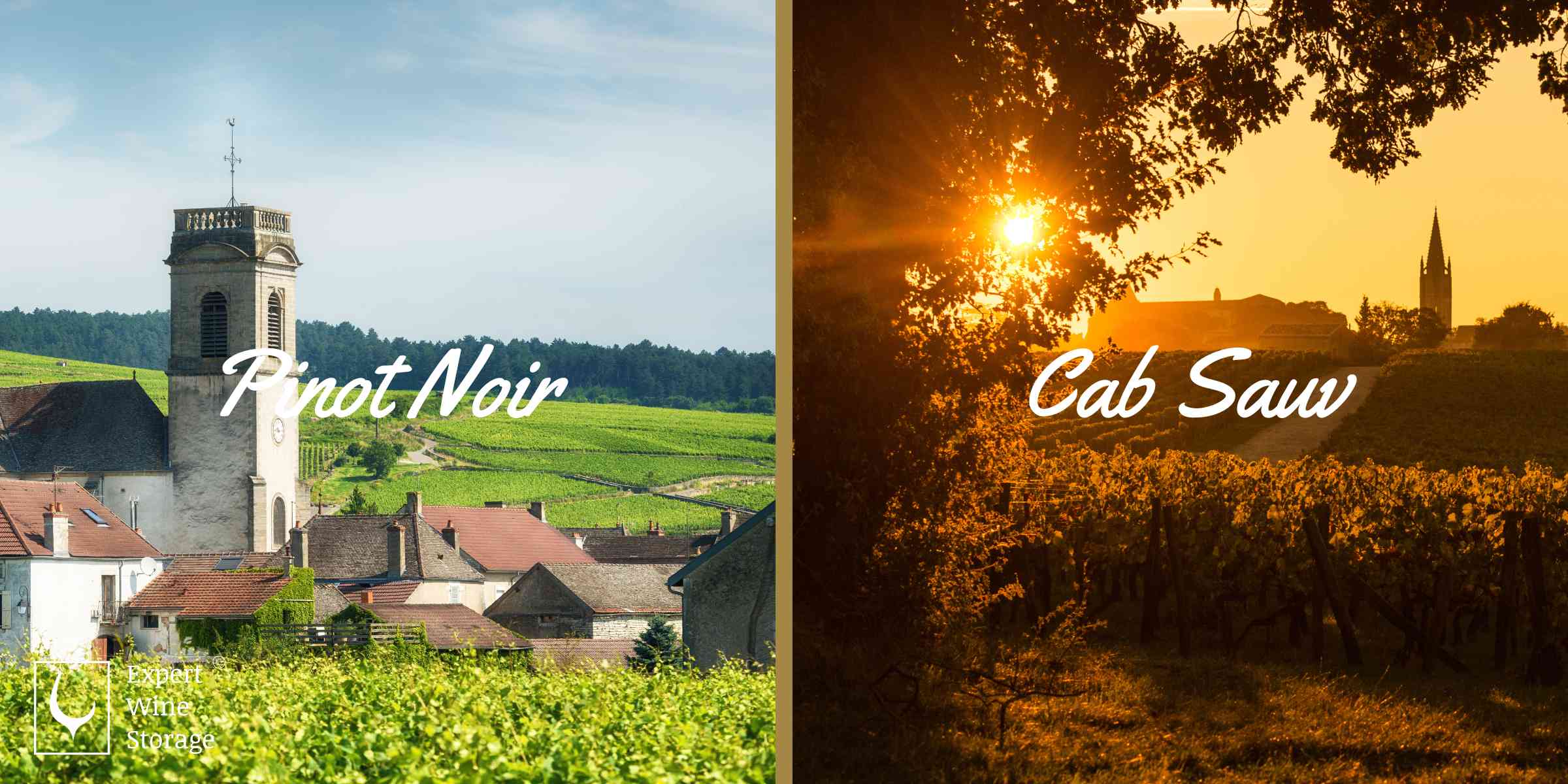 Cab Sav and Pinot Noir Origins