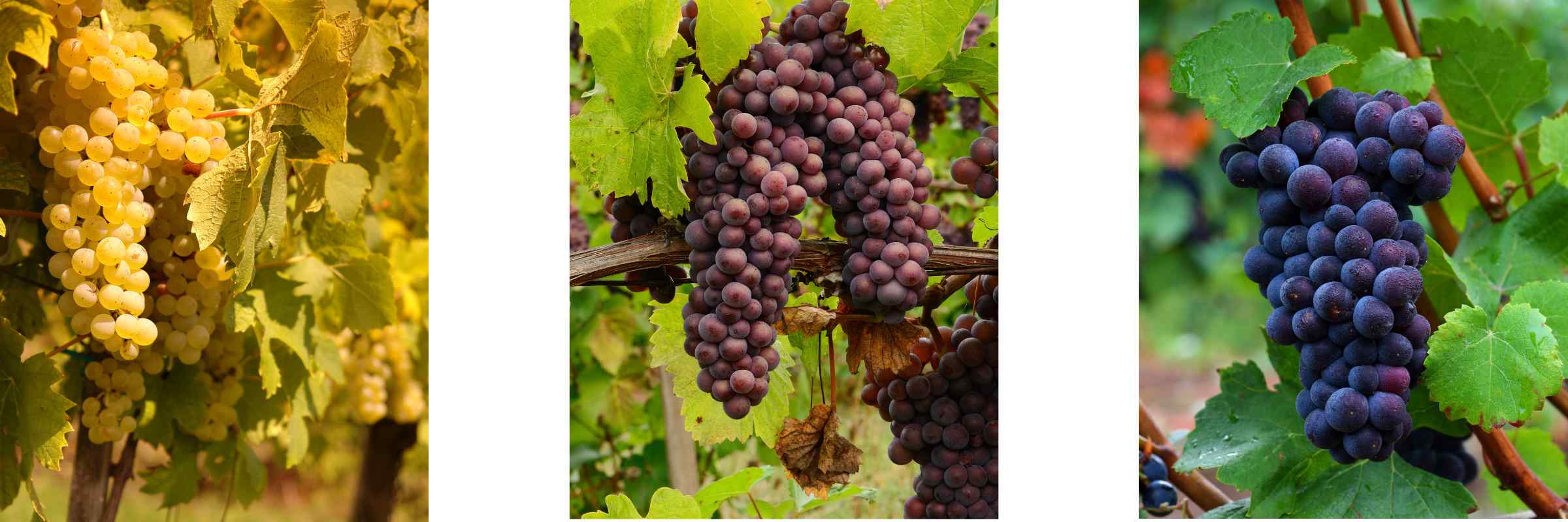 Champagne Grapes