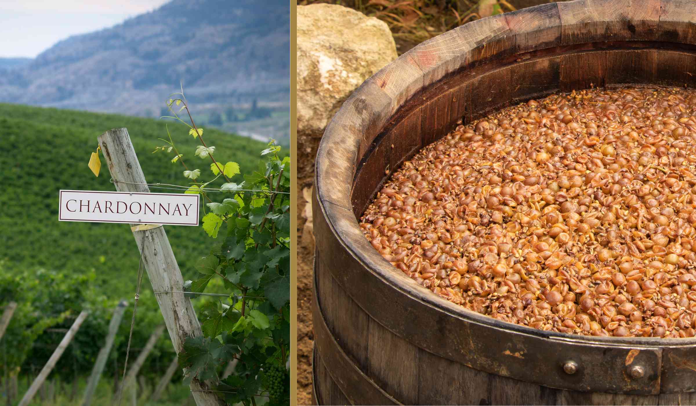 Chardonnay Vineyard and Grapes