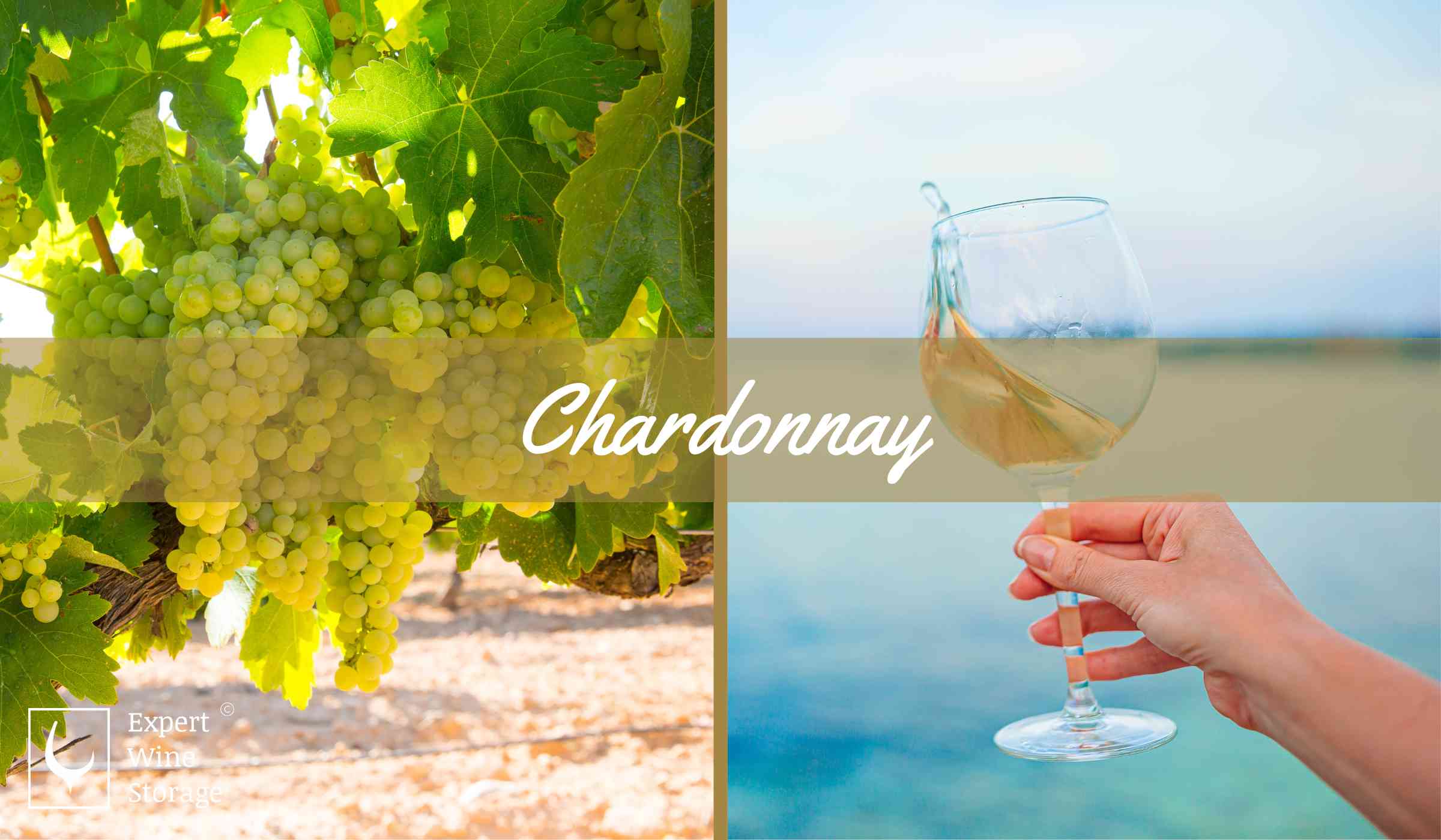 Chardonnay Wines