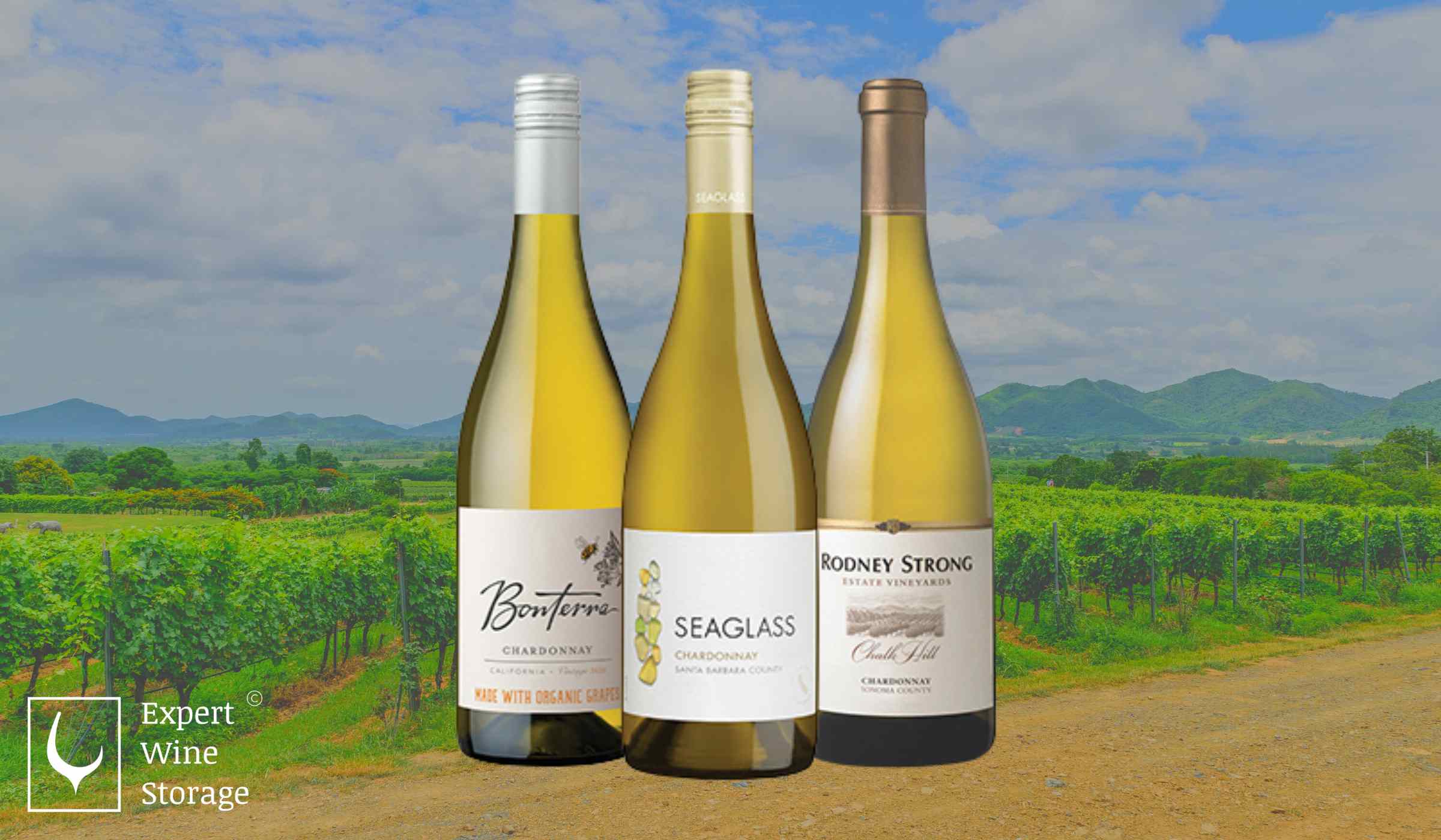 Chardonnay Varieties