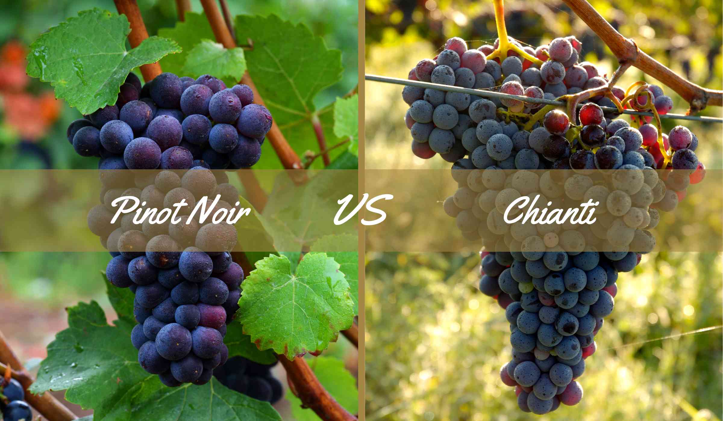 Chianti Vs Pinot Noir