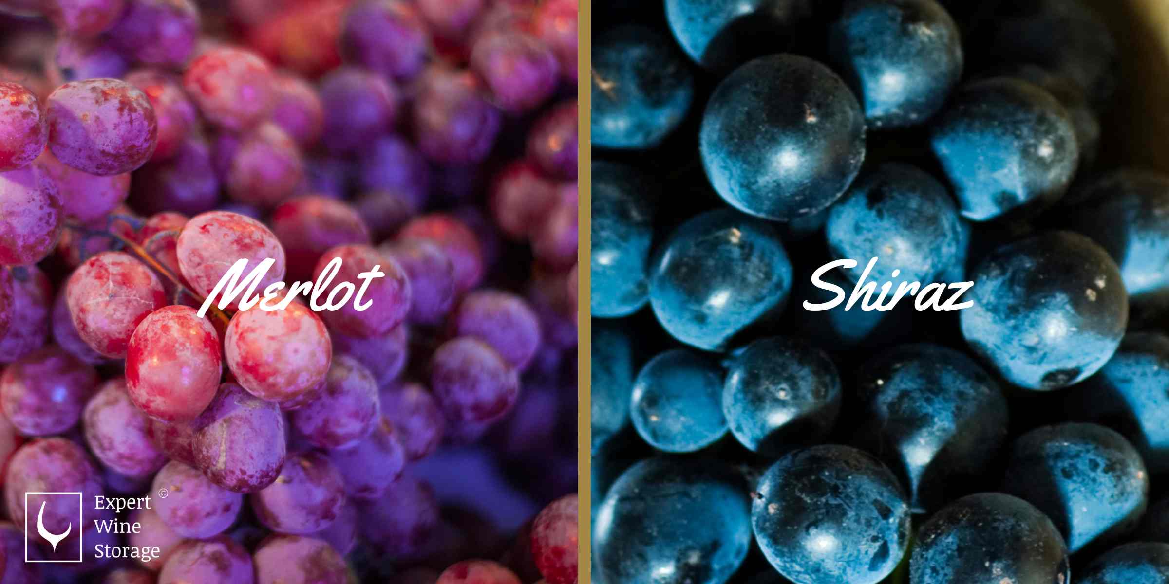 Merlot and Shiraz Grapes