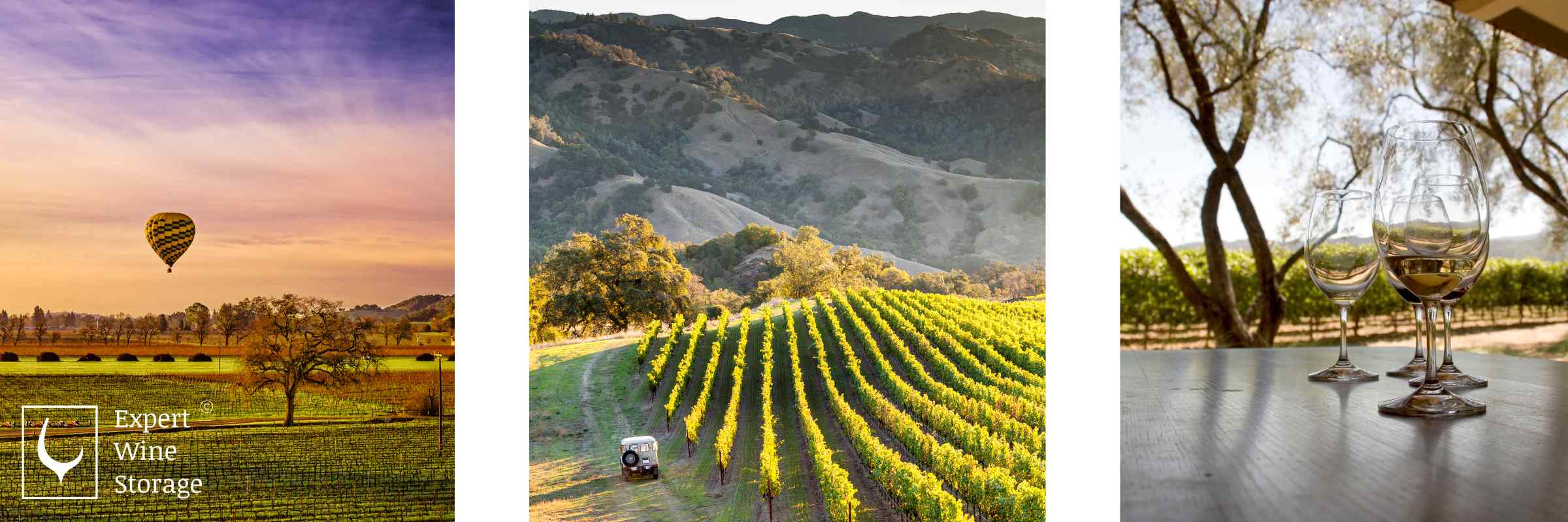 Vineyards in America