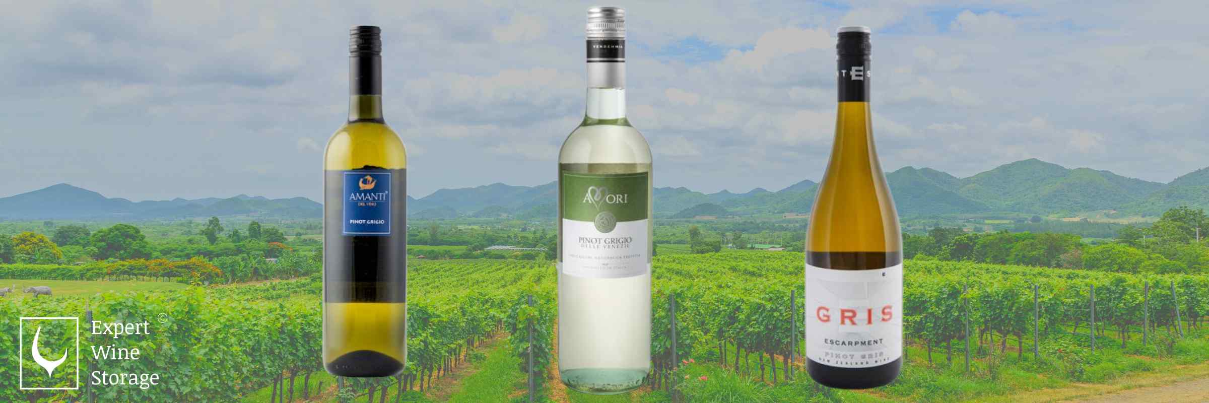 Pinot Grigio Varieties