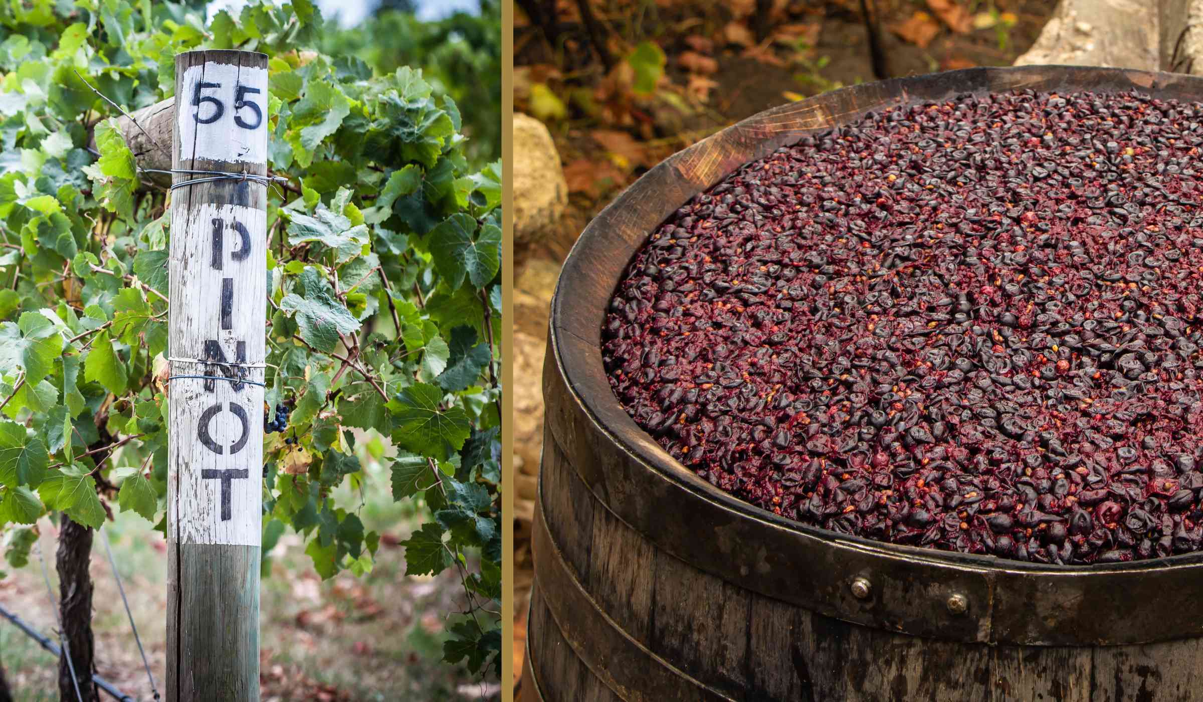 Pinot Noir Production