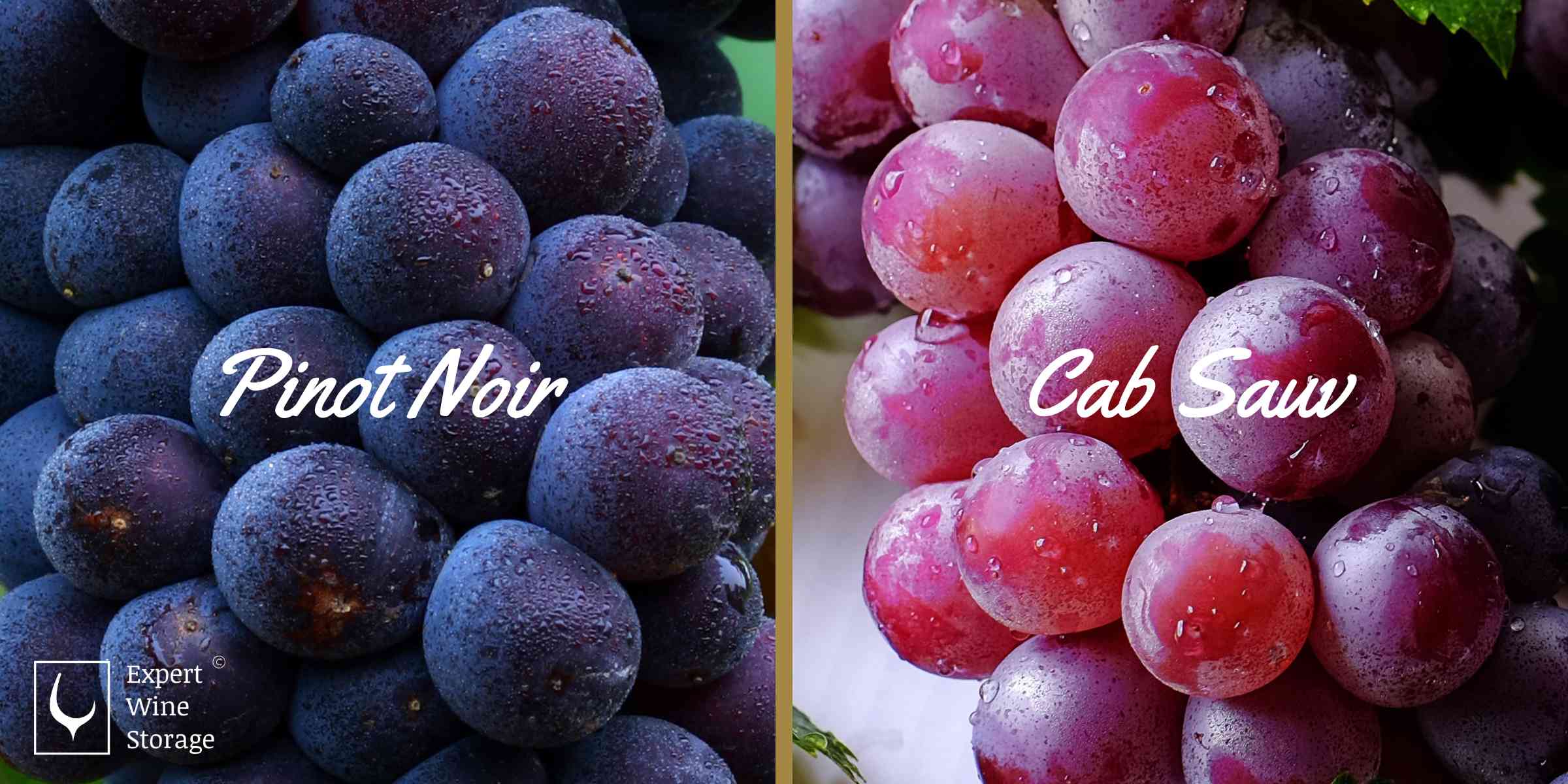 Cab Sav and Pinot Noir Grapes