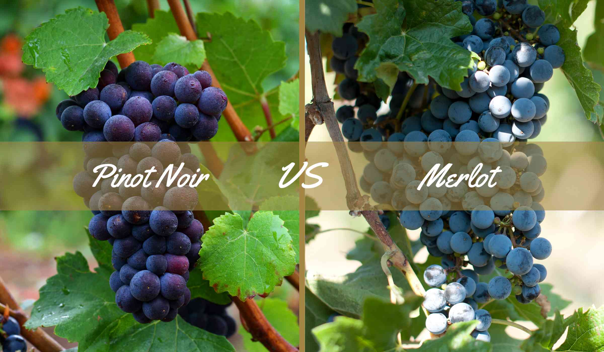 Pinot Noir Vs Merlot