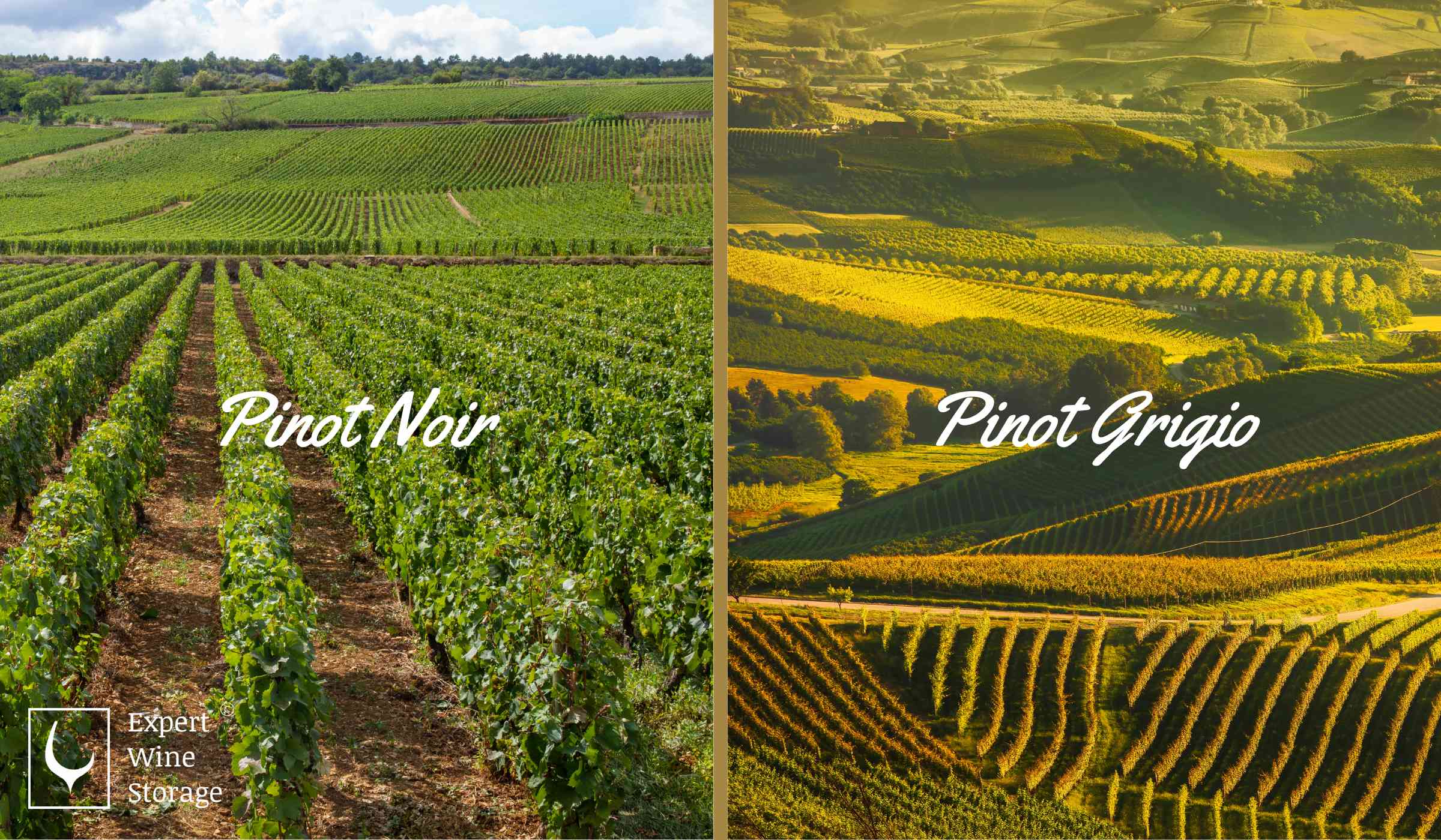 Pinot Grigio Vs Pinot Noir Vineyards