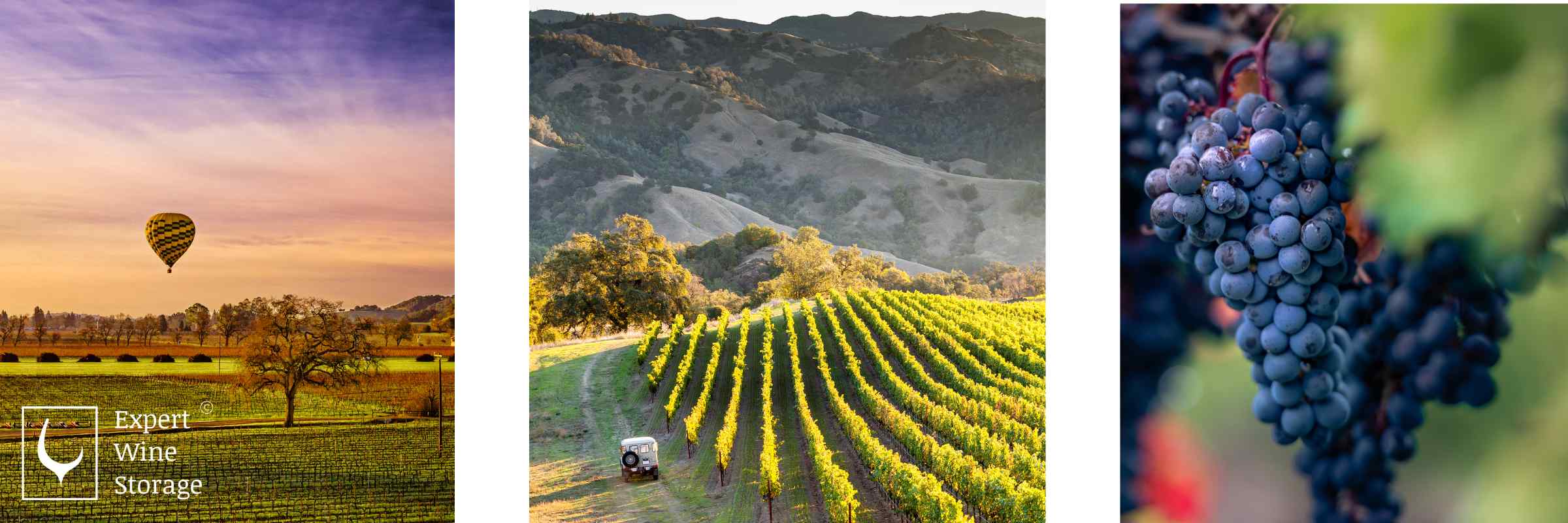 Wine Vinyards and Red Wine Grapes