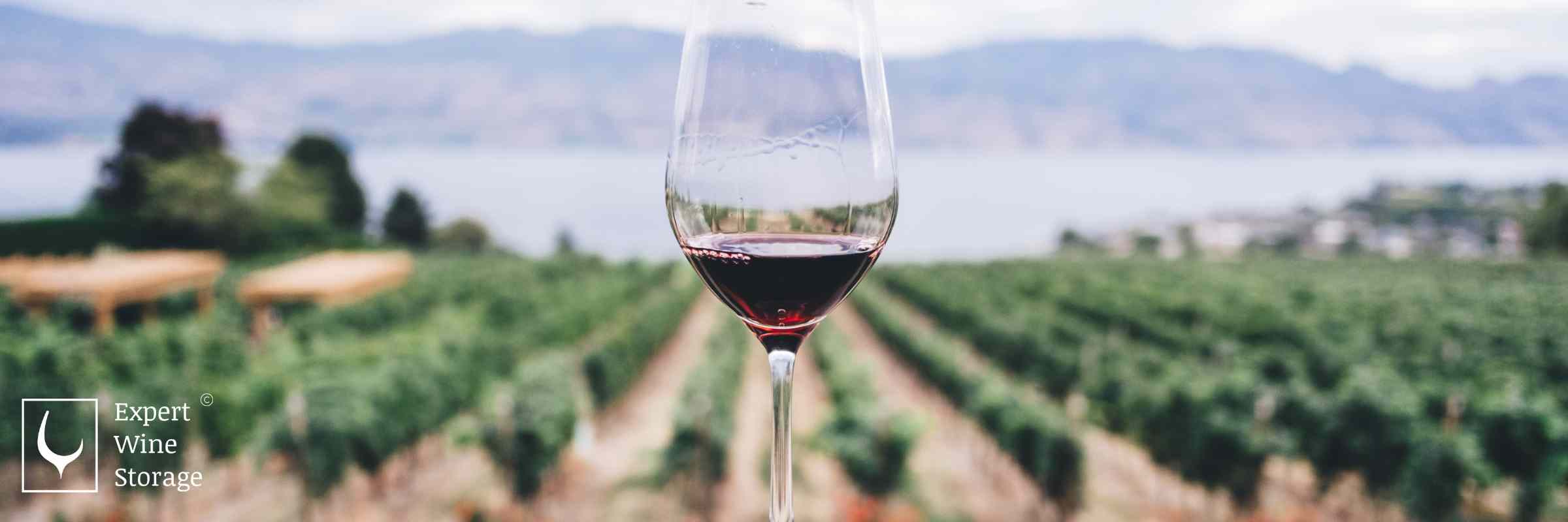 Red Wine Vineyard