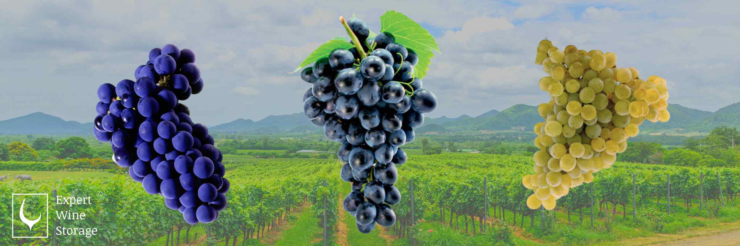Wine Grapes Grown in Ireland (Rondo, Regent, Solaris)