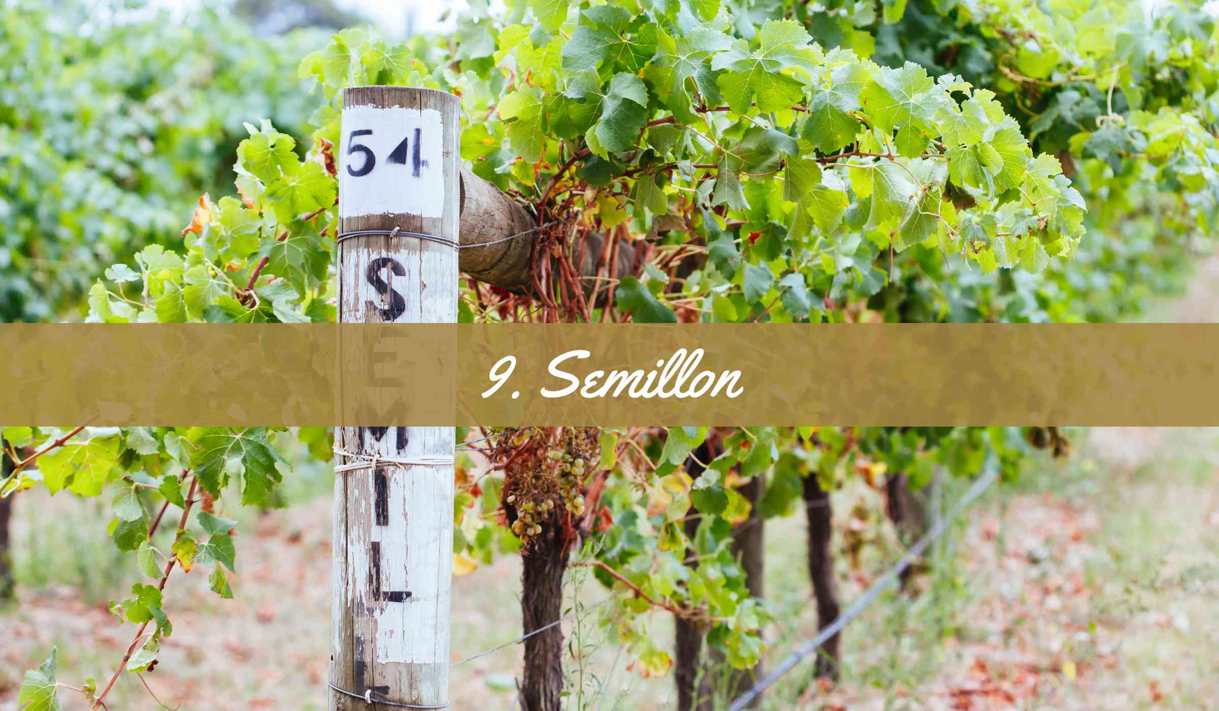 Semillon