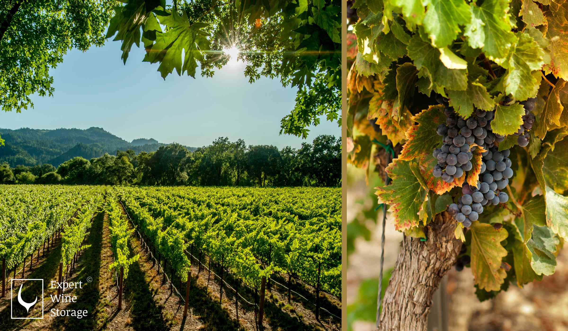 Vineyard Grapes and Fields