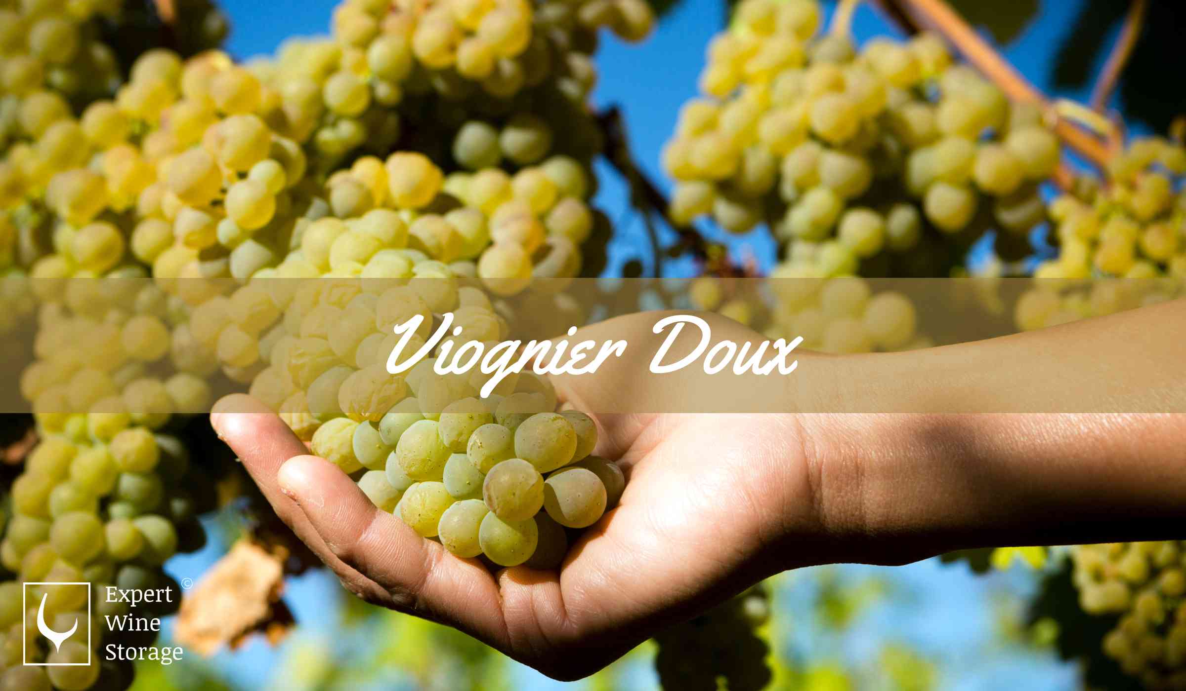 Viognier Doux