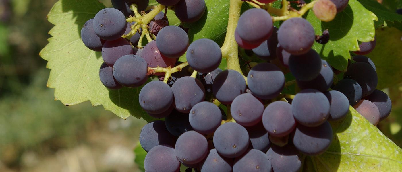 grenache