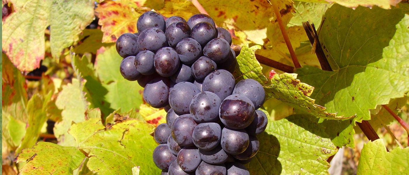 Pinot Noir