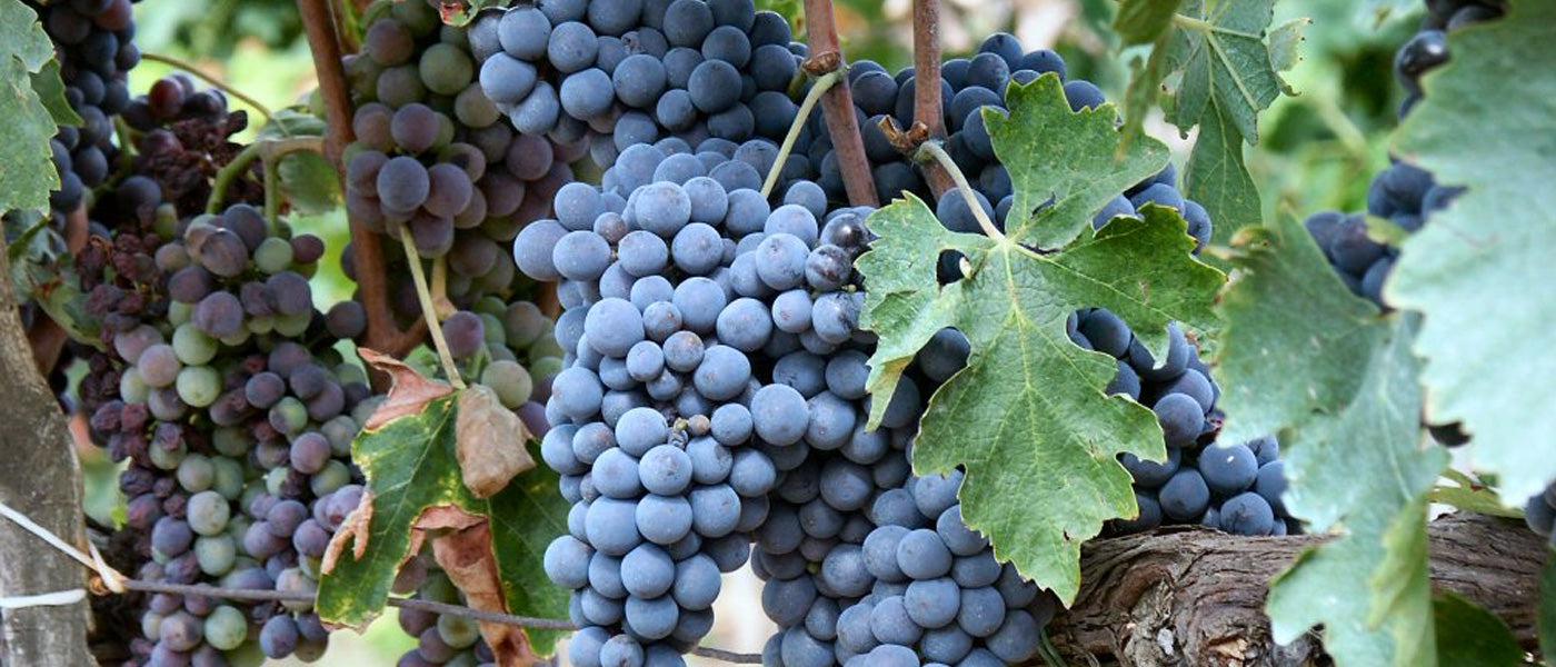 Sangiovese