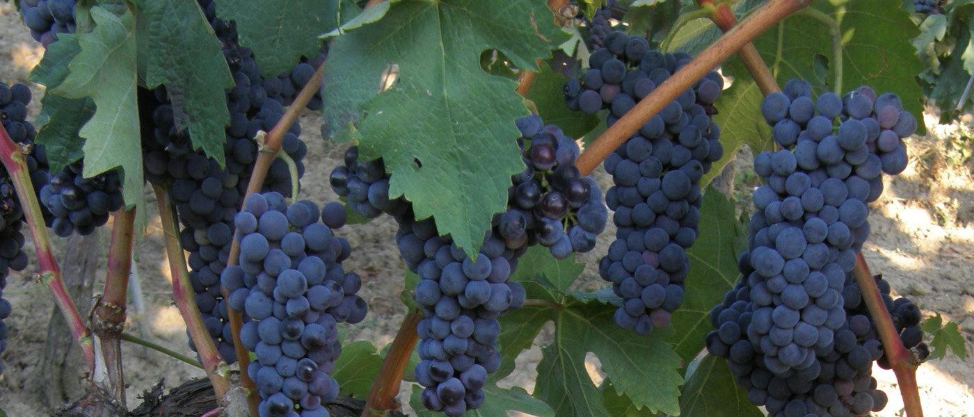 Tempranillo