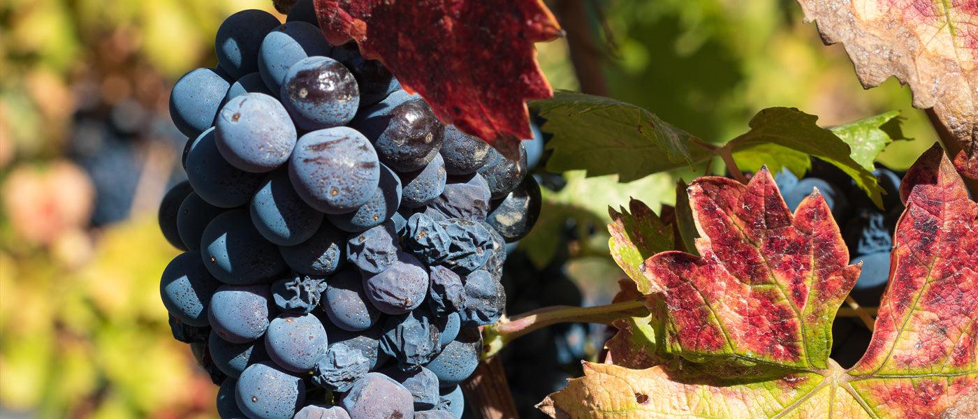 Zinfandel grapes