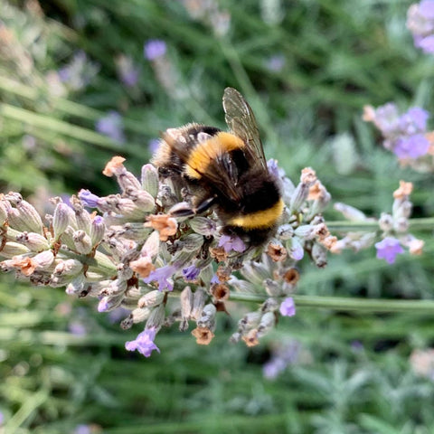 Bee on lavender Helen Round