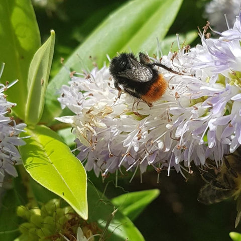 Bee on flower in bee friendly garden