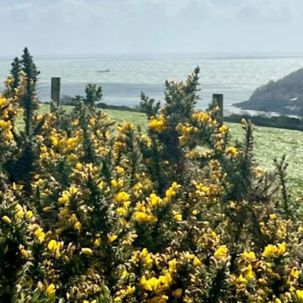 Gorse At Maker Heights, Cornwall