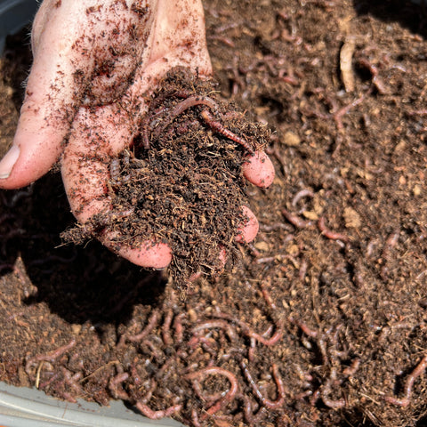 compost worms in Helen Round's hand