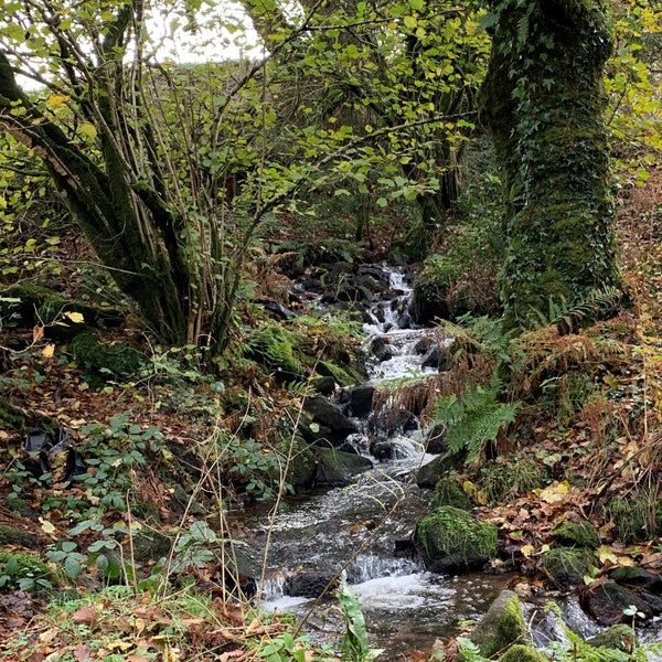 The Dewerstone, Dartmoor, Devon