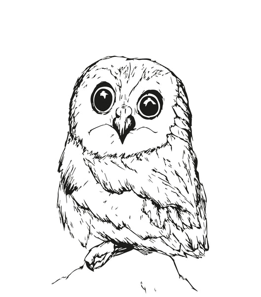 Owl by Daniel