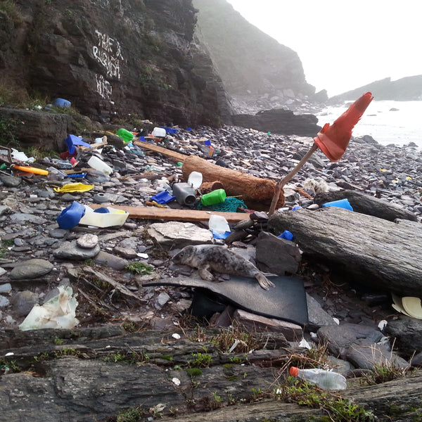 Seal Pup surrounded by plastic on Tregonhawke Beach, Rame Peninsula, Cornwall, UK