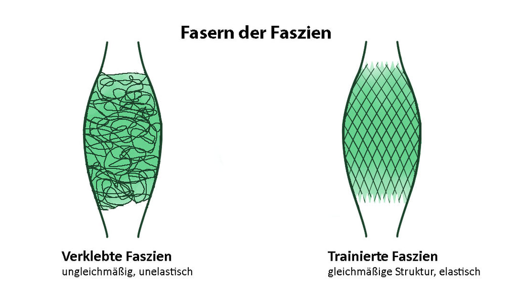 Faszienfasern ohne und mit Faszientrainig