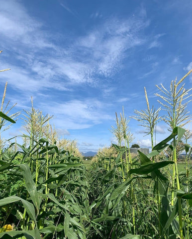 Sky with whispy clouds and corn plants growing up in to the sky